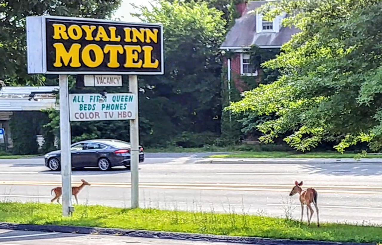 Royal Inn Motel Front Royal Exteriér fotografie
